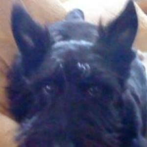 Meet your Posher, Robby